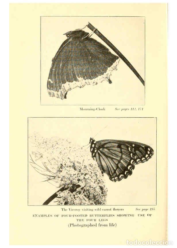 Collection Magazines and Newspapers: Reproducci&oacute;n/Reproduction 6220007881: ...Butterflies worth knowing Garden City, New York,Doubleday,