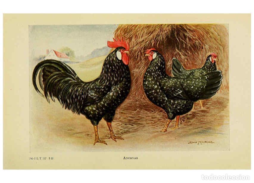 Colecionismo de Revistas e Jornais: Reproducci&oacute;n/Reproduction 6220291627: The book of poultry New York,The Macmillan Company,1921 - Thom
