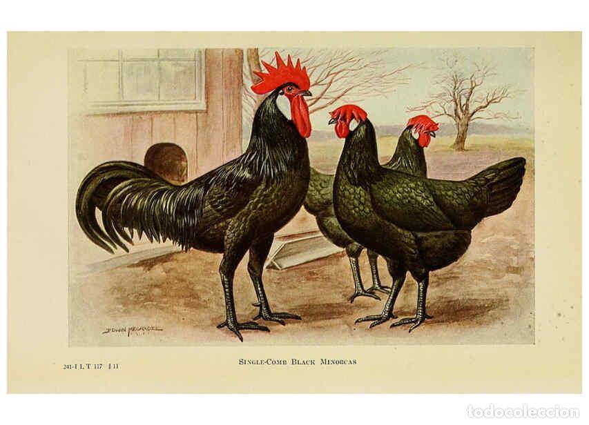 Colecionismo de Revistas e Jornais: Reproducci&oacute;n/Reproduction 6220811586: The book of poultry New York,The Macmillan Company,1921 - Thom