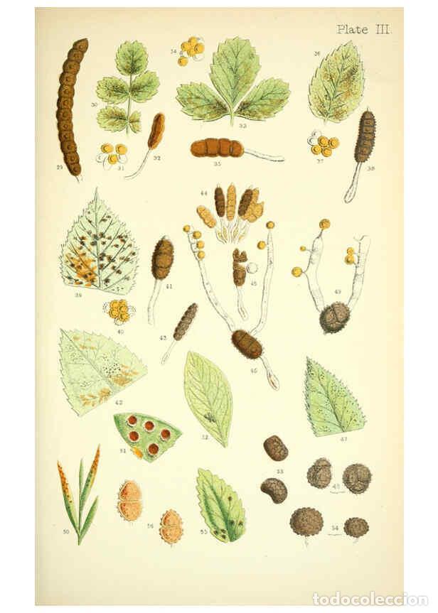 Colecionismo de Revistas e Jornais: Reproducci&oacute;n/Reproduction 6219960227: Rust, smut, mildew & mould London :W.H. Allen,1898 - Mordecai