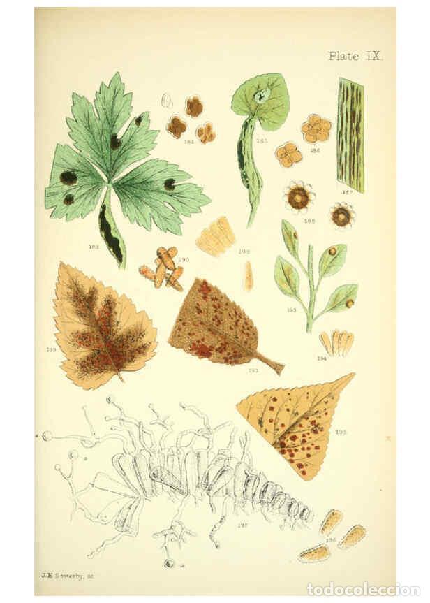 Colecionismo de Revistas e Jornais: Reproducci&oacute;n/Reproduction 6220482876: Rust, smut, mildew & mould London :W.H. Allen,1898 - Mordecai