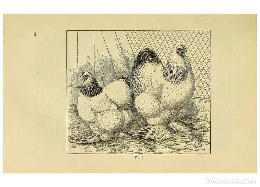 Colecionismo de Revistas e Jornais: Reproducci&oacute;n/Reproduction 6220283055: The book of poultry New York,The Macmillan Company,1921 - Thom