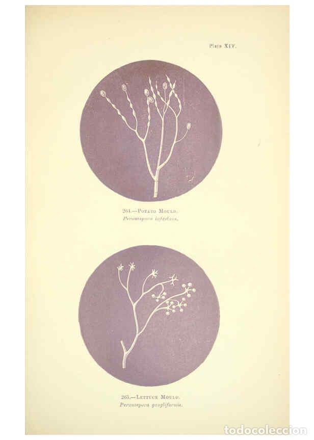 Colecionismo de Revistas e Jornais: Reproducci&oacute;n/Reproduction 6220483938: Rust, smut, mildew & mould London :W.H. Allen,1898 - Mordecai