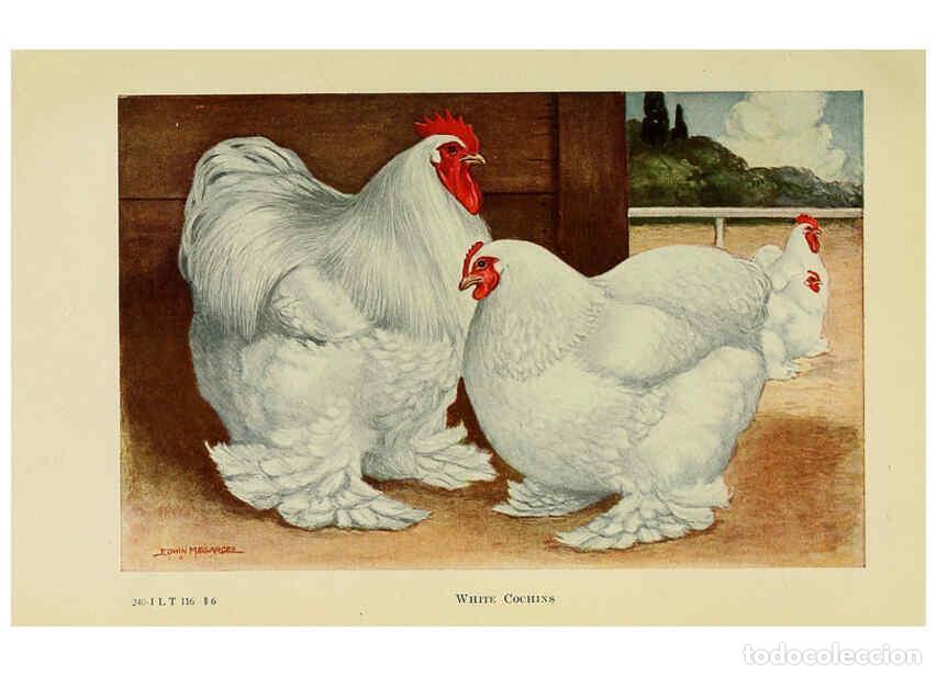 Colecionismo de Revistas e Jornais: Reproducci&oacute;n/Reproduction 6220284333: The book of poultry New York,The Macmillan Company,1921 - Thom