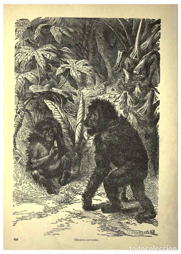 Colecionismo de Revistas e Jornais: Reproducci&oacute;n/Reproduction 6220543229: Forest and jungle, or, Thrilling adventures in all quarters of