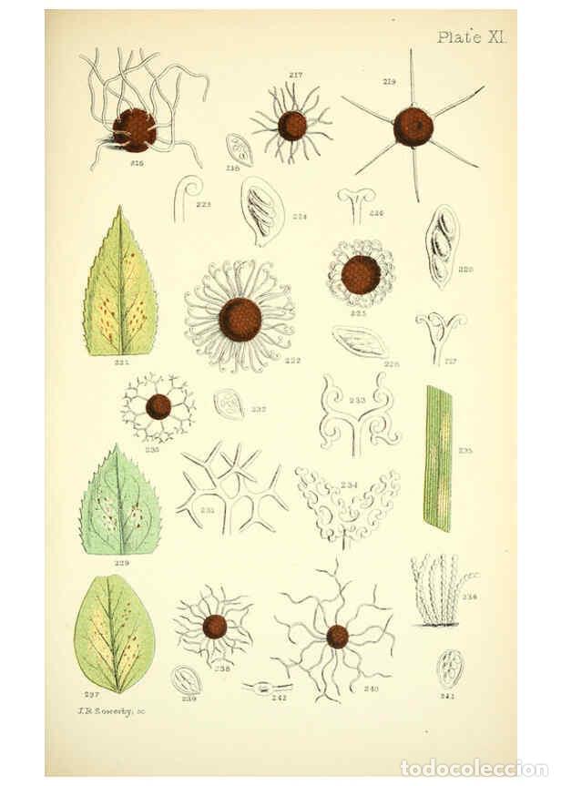 Colecionismo de Revistas e Jornais: Reproducci&oacute;n/Reproduction 6220483280: Rust, smut, mildew & mould London :W.H. Allen,1898 - Mordecai