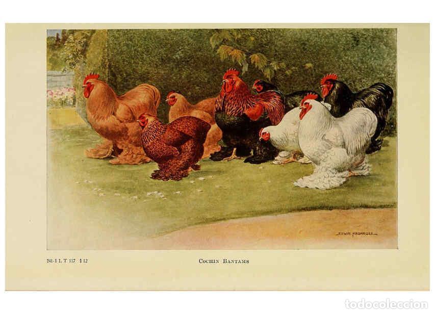 Colecionismo de Revistas e Jornais: Reproducci&oacute;n/Reproduction 6220291875: The book of poultry New York,The Macmillan Company,1921 - Thom