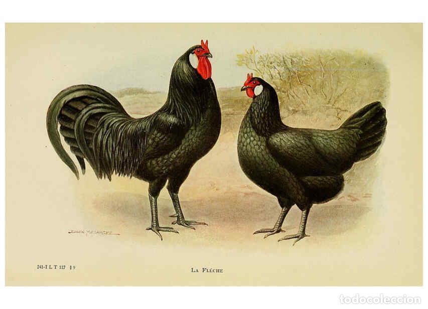 Colecionismo de Revistas e Jornais: Reproducci&oacute;n/Reproduction 6220808744: The book of poultry New York,The Macmillan Company,1921 - Thom