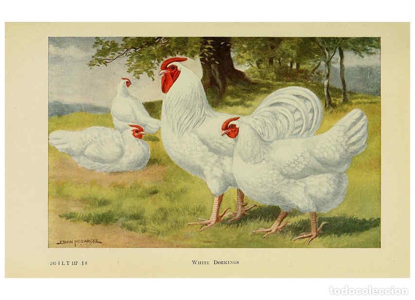 Colecionismo de Revistas e Jornais: Reproducci&oacute;n/Reproduction 6220286683: The book of poultry New York,The Macmillan Company,1921 - Thom