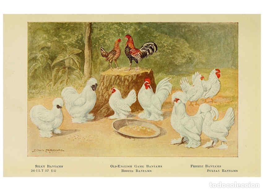 Colecionismo de Revistas e Jornais: Reproducci&oacute;n/Reproduction 6220293021: The book of poultry New York,The Macmillan Company,1921 - Thom