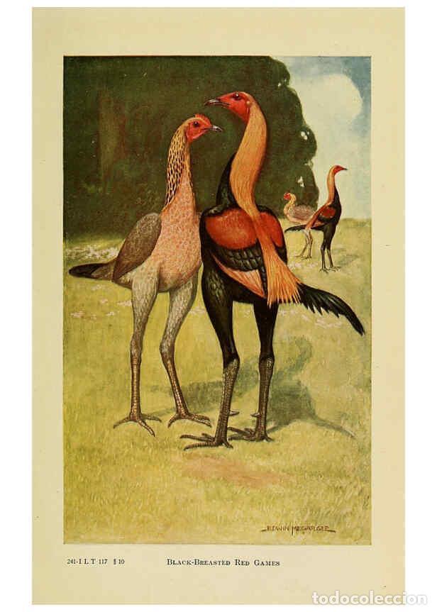 Colecionismo de Revistas e Jornais: Reproducci&oacute;n/Reproduction 6220809890: The book of poultry New York,The Macmillan Company,1921 - Thom