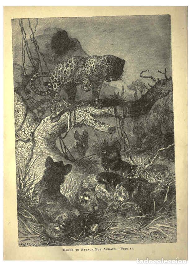 Colecionismo de Revistas e Jornais: Reproducci&oacute;n/Reproduction 6220539933: Forest and jungle, or, Thrilling adventures in all quarters of