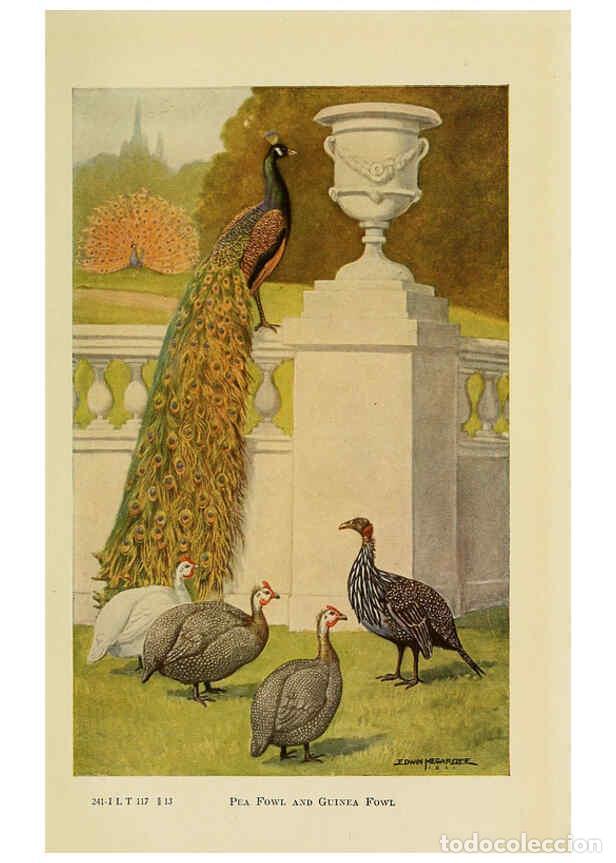 Colecionismo de Revistas e Jornais: Reproducci&oacute;n/Reproduction 6220815132: The book of poultry New York,The Macmillan Company,1921 - Thom