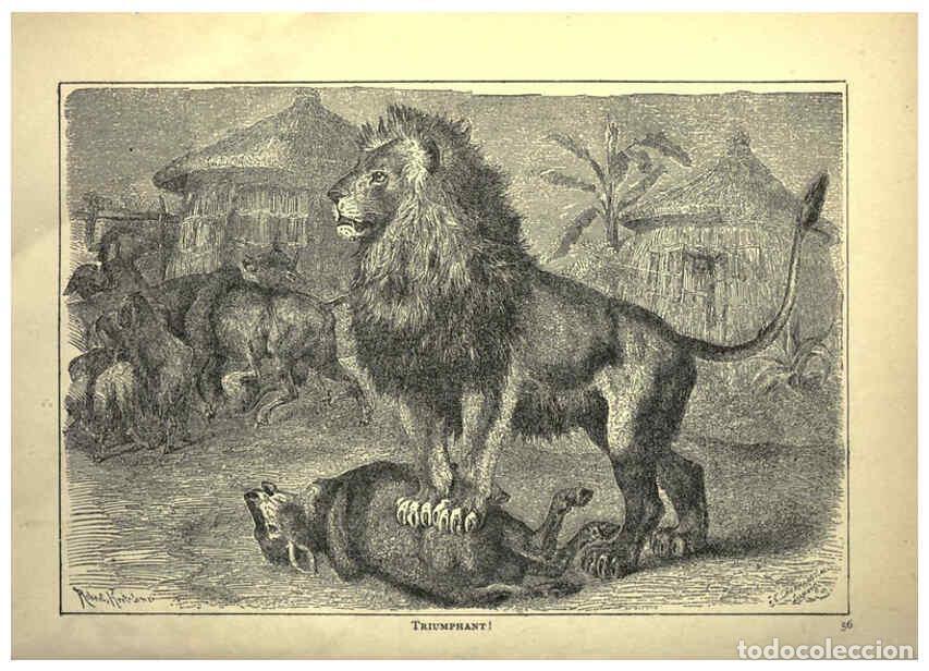 Colecionismo de Revistas e Jornais: Reproducci&oacute;n/Reproduction 6221062008: Forest and jungle, or, Thrilling adventures in all quarters of