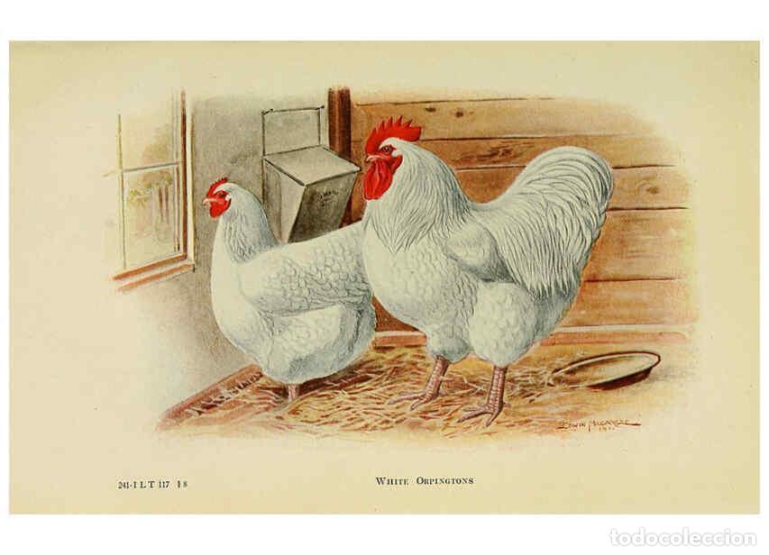 Colecionismo de Revistas e Jornais: Reproducci&oacute;n/Reproduction 6220287389: The book of poultry New York,The Macmillan Company,1921 - Thom