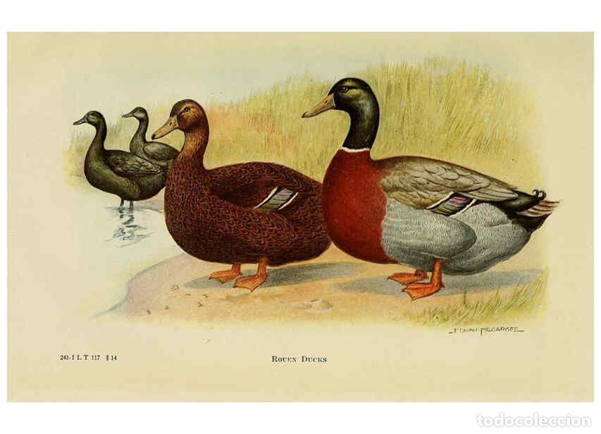 Colecionismo de Revistas e Jornais: Reproducci&oacute;n/Reproduction 6220816338: The book of poultry New York,The Macmillan Company,1921 - Thom