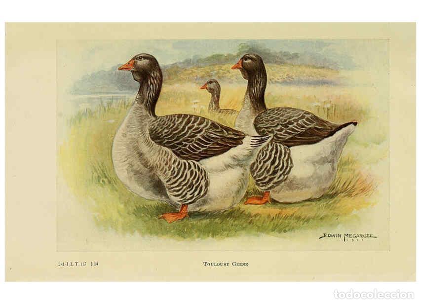 Colecionismo de Revistas e Jornais: Reproducci&oacute;n/Reproduction 6220296697: The book of poultry New York,The Macmillan Company,1921 - Thom