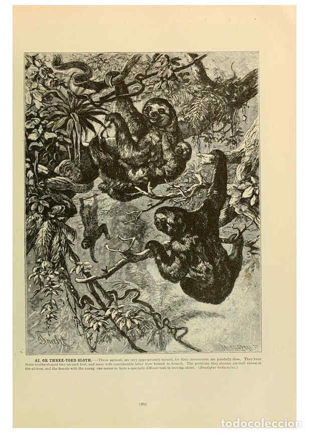 Colecionismo de Revistas e Jornais: Reproducci&oacute;n/Reproduction 6220169259: Brehm's Life of animals : Volume 1, Mammalia Chicago :Marquis,