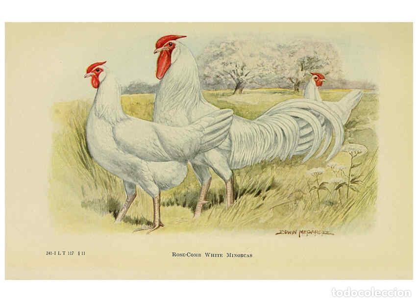 Colecionismo de Revistas e Jornais: Reproducci&oacute;n/Reproduction 6220811760: The book of poultry New York,The Macmillan Company,1921 - Thom