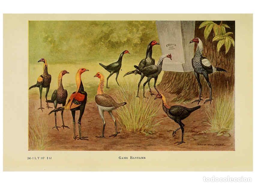 Colecionismo de Revistas e Jornais: Reproducci&oacute;n/Reproduction 6220292103: The book of poultry New York,The Macmillan Company,1921 - Thom