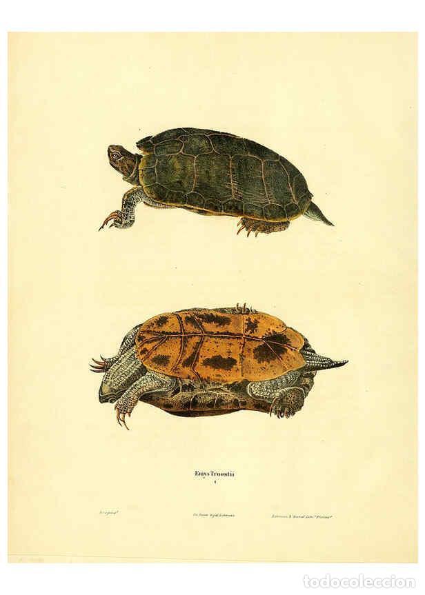 Collection Magazines and Newspapers: Reproducci&oacute;n/Reproduction 6046605036: North American herpetology. v.1 Philadelphia :J. Dobson,1836-1