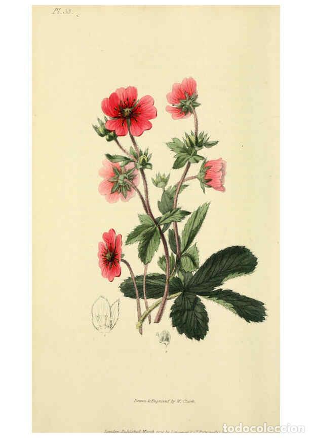 Collection Magazines and Newspapers: Reproducci&oacute;n/Reproduction 6046346683: Flora conspicua London :Longman, Rees, Orme, Brown, and Green,