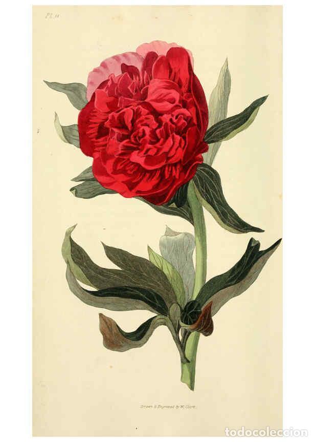 Collection Magazines and Newspapers: Reproducci&oacute;n/Reproduction 6046886444: Flora conspicua London :Longman, Rees, Orme, Brown, and Green,