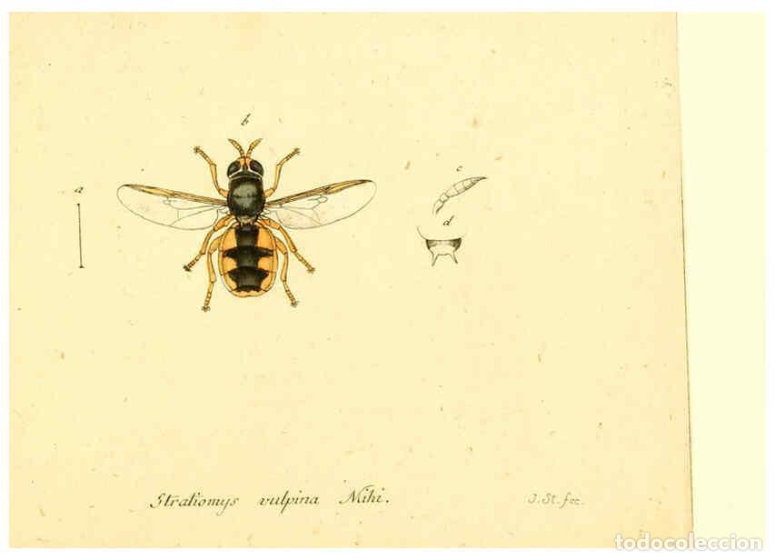 Collection Magazines and Newspapers: Reproducci&oacute;n/Reproduction 6046278458: Fauna Germanica, Diptera Nuremberg? :s.n.,between 1793 and 180