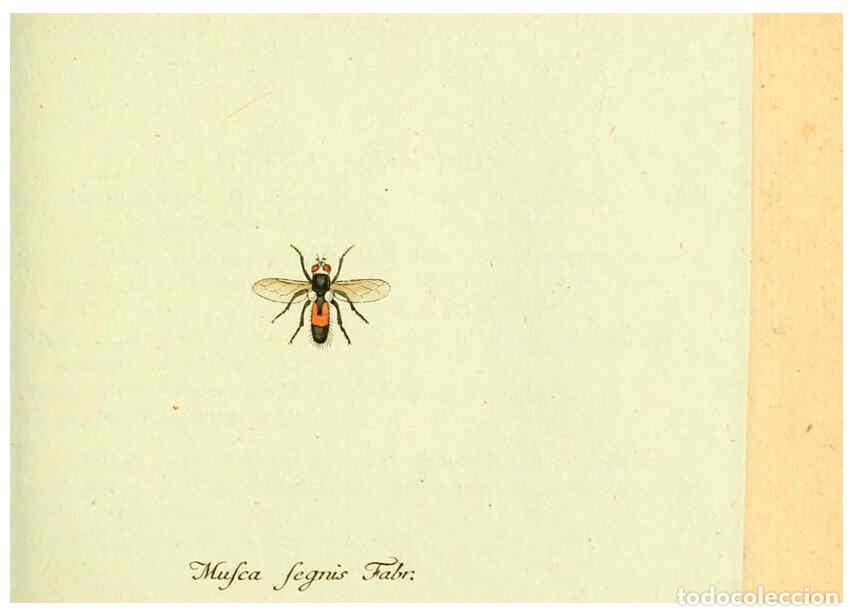 Collection Magazines and Newspapers: Reproducci&oacute;n/Reproduction 6045709583: Fauna Germanica, Diptera Nuremberg? :s.n.,between 1793 and 180