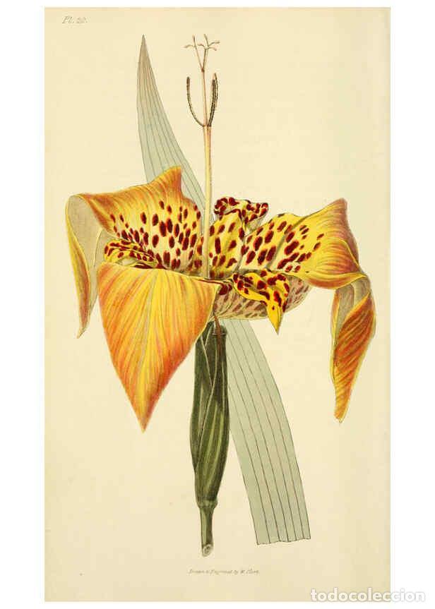 Collection Magazines and Newspapers: Reproducci&oacute;n/Reproduction 6046341233: Flora conspicua London :Longman, Rees, Orme, Brown, and Green,