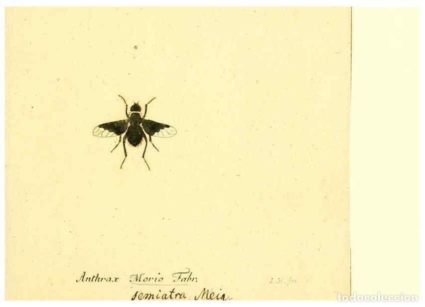 Collection Magazines and Newspapers: Reproducci&oacute;n/Reproduction 6045711031: Fauna Germanica, Diptera Nuremberg? :s.n.,between 1793 and 180