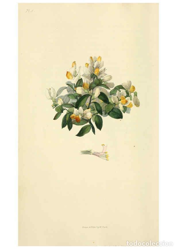 Collection Magazines and Newspapers: Reproducci&oacute;n/Reproduction 6046883782: Flora conspicua London :Longman, Rees, Orme, Brown, and Green,