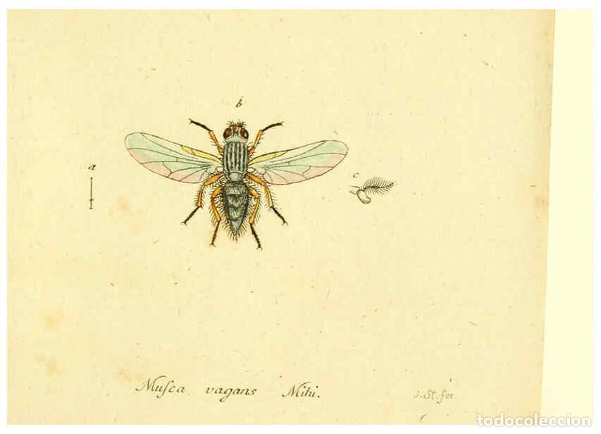 Collection Magazines and Newspapers: Reproducci&oacute;n/Reproduction 6046281886: Fauna Germanica, Diptera Nuremberg? :s.n.,between 1793 and 180
