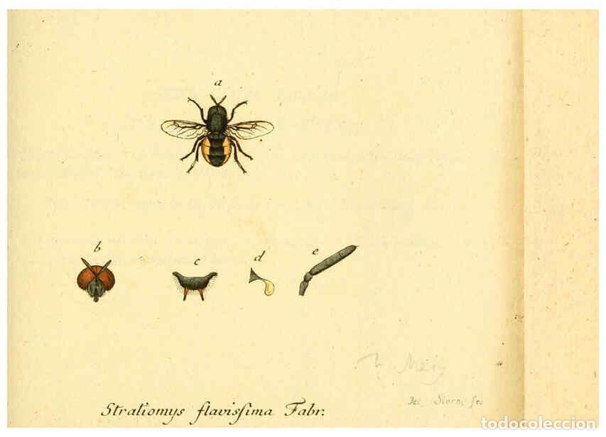 Collection Magazines and Newspapers: Reproducci&oacute;n/Reproduction 6046261940: Fauna Germanica, Diptera Nuremberg? :s.n.,between 1793 and 180