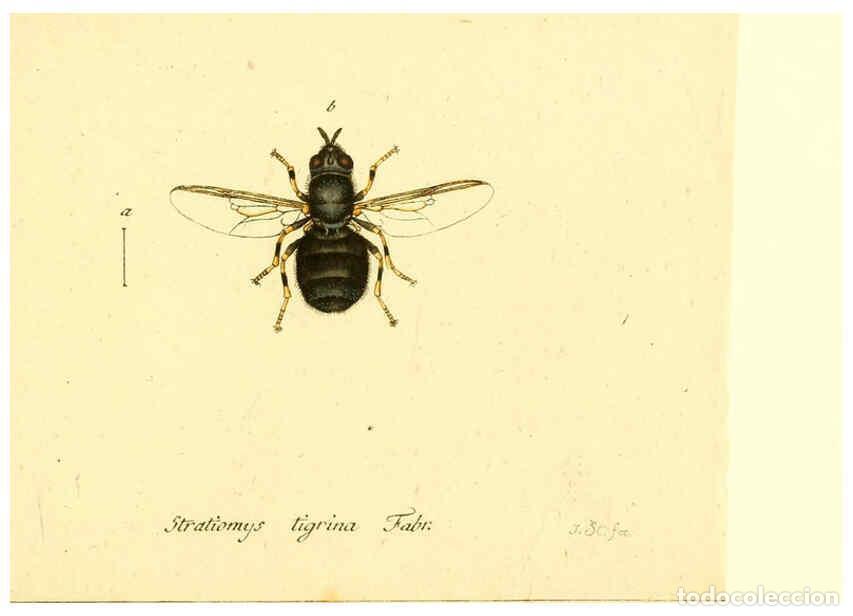 Collection Magazines and Newspapers: Reproducci&oacute;n/Reproduction 6046276994: Fauna Germanica, Diptera Nuremberg? :s.n.,between 1793 and 180