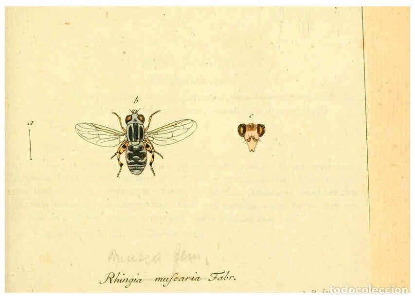 Collection Magazines and Newspapers: Reproducci&oacute;n/Reproduction 6045708453: Fauna Germanica, Diptera Nuremberg? :s.n.,between 1793 and 180
