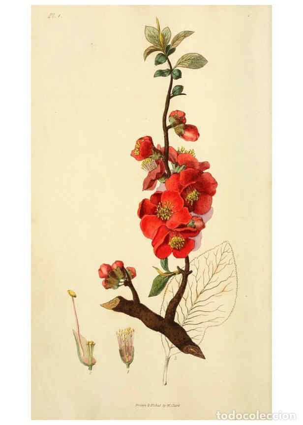 Collection Magazines and Newspapers: Reproducci&oacute;n/Reproduction 6046331339: Flora conspicua London :Longman, Rees, Orme, Brown, and Green,