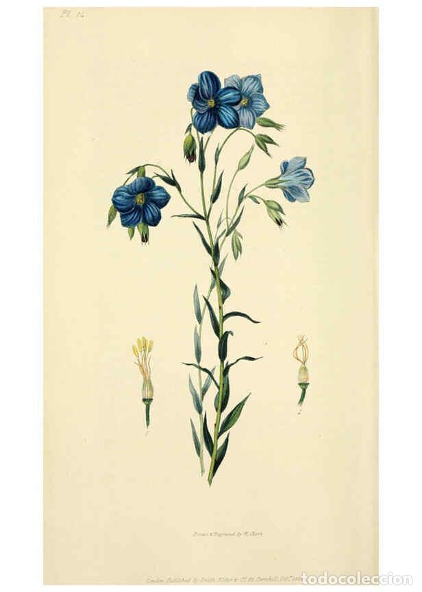 Collection Magazines and Newspapers: Reproducci&oacute;n/Reproduction 6046338205: Flora conspicua London :Longman, Rees, Orme, Brown, and Green,