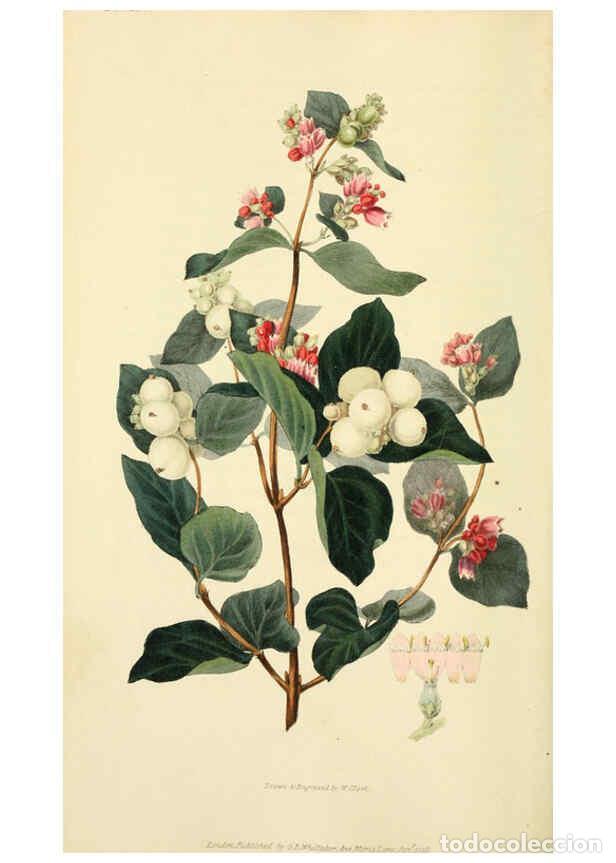 Collection Magazines and Newspapers: Reproducci&oacute;n/Reproduction 6046893494: Flora conspicua London :Longman, Rees, Orme, Brown, and Green,