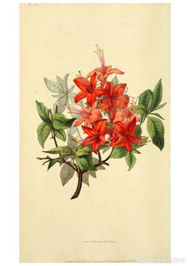 Collection Magazines and Newspapers: Reproducci&oacute;n/Reproduction 6046345333: Flora conspicua London :Longman, Rees, Orme, Brown, and Green,