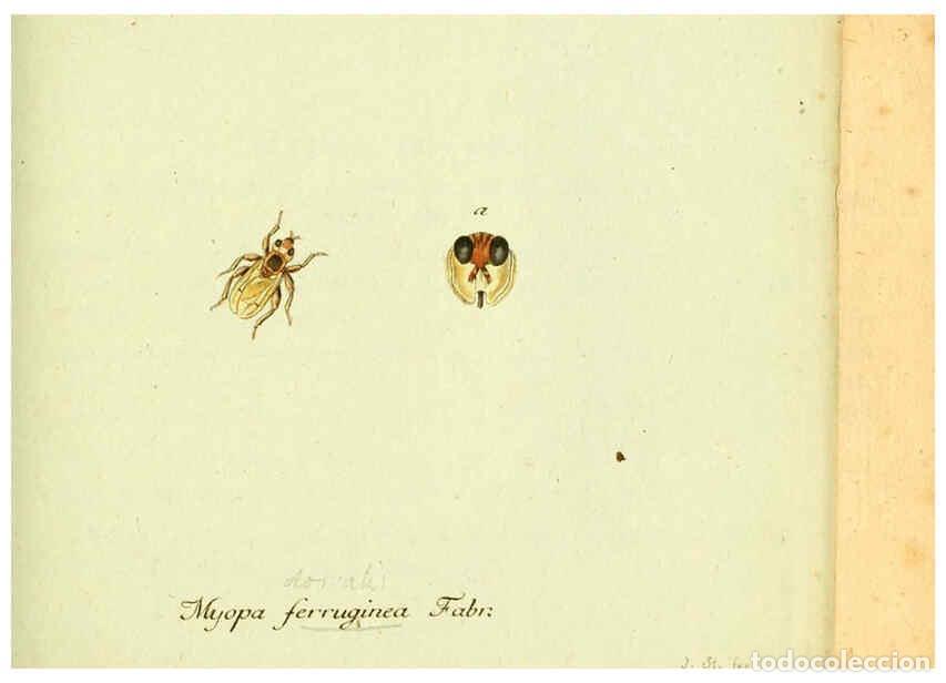 Collection Magazines and Newspapers: Reproducci&oacute;n/Reproduction 6046259030: Fauna Germanica, Diptera Nuremberg? :s.n.,between 1793 and 180