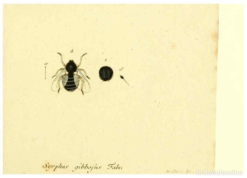 Collection Magazines and Newspapers: Reproducci&oacute;n/Reproduction 6046262996: Fauna Germanica, Diptera Nuremberg? :s.n.,between 1793 and 180
