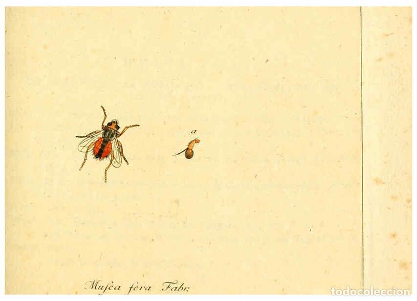 Collection Magazines and Newspapers: Reproducci&oacute;n/Reproduction 6046256244: Fauna Germanica, Diptera Nuremberg? :s.n.,between 1793 and 180