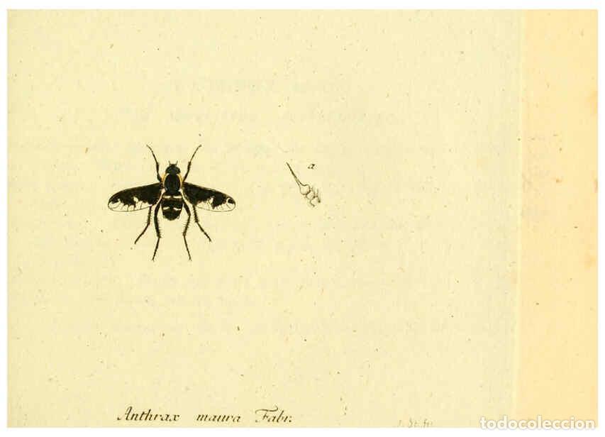 Collection Magazines and Newspapers: Reproducci&oacute;n/Reproduction 6045711369: Fauna Germanica, Diptera Nuremberg? :s.n.,between 1793 and 180