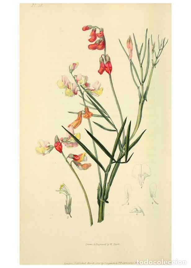 Collection Magazines and Newspapers: Reproducci&oacute;n/Reproduction 6046897434: Flora conspicua London :Longman, Rees, Orme, Brown, and Green,