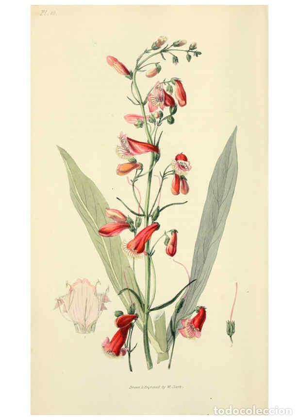 Collection Magazines and Newspapers: Reproducci&oacute;n/Reproduction 6046340497: Flora conspicua London :Longman, Rees, Orme, Brown, and Green,