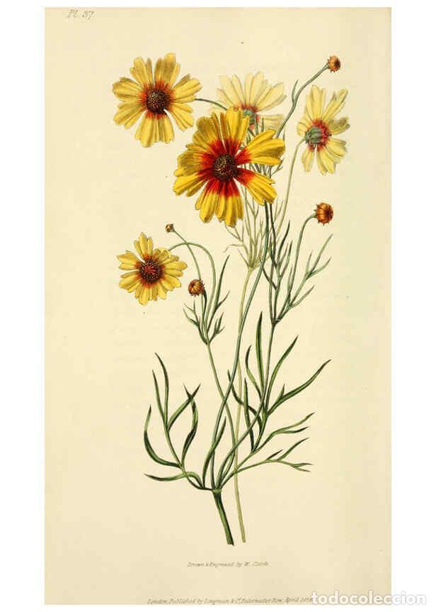 Collection Magazines and Newspapers: Reproducci&oacute;n/Reproduction 6046348261: Flora conspicua London :Longman, Rees, Orme, Brown, and Green,