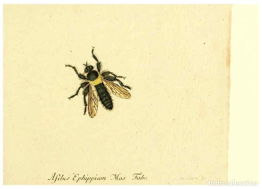 Collection Magazines and Newspapers: Reproducci&oacute;n/Reproduction 6045713045: Fauna Germanica, Diptera Nuremberg? :s.n.,between 1793 and 180