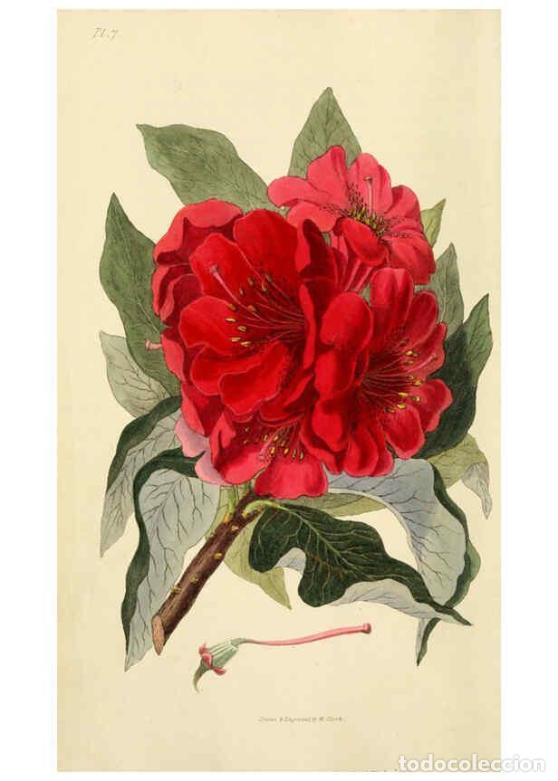 Collection Magazines and Newspapers: Reproducci&oacute;n/Reproduction 6046334719: Flora conspicua London :Longman, Rees, Orme, Brown, and Green,