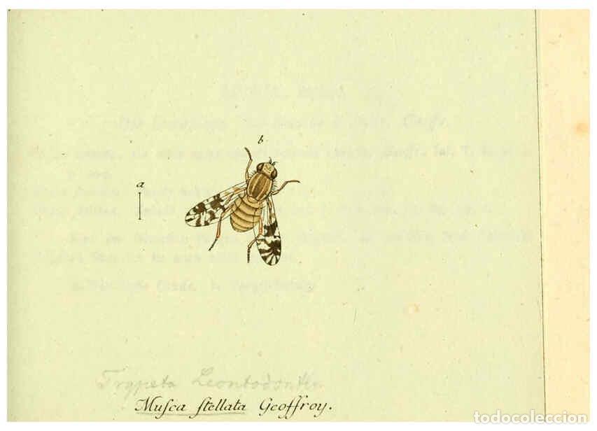 Collection Magazines and Newspapers: Reproducci&oacute;n/Reproduction 6046257504: Fauna Germanica, Diptera Nuremberg? :s.n.,between 1793 and 180